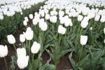 [White Dream 021.jpg]